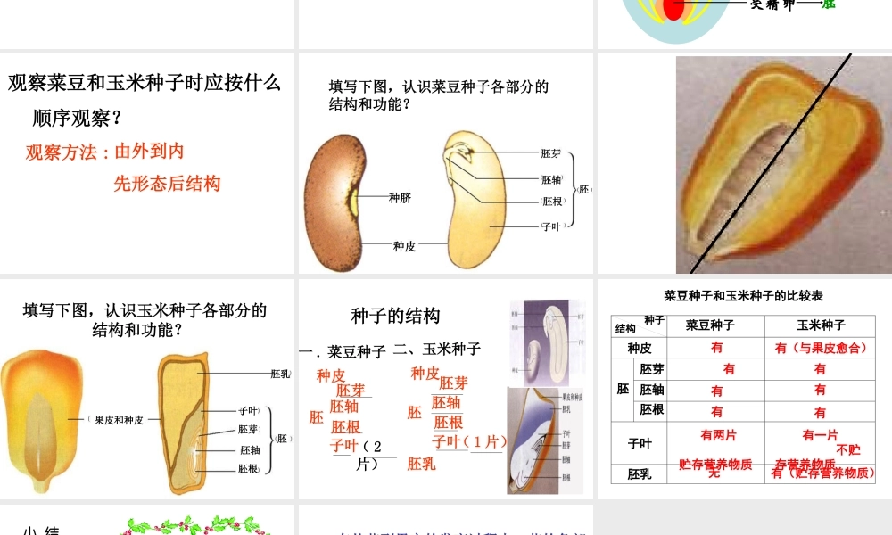 八年级生物上册 4.1.3 果实与种子的形成课件 （新版）济南版-（新版）济南版初中八年级上册生物课件
