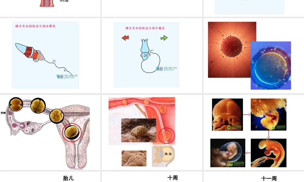 八年级生物上册 10.1 人的生殖和发育教学课件 （新版）北京版-北京级上册生物课件