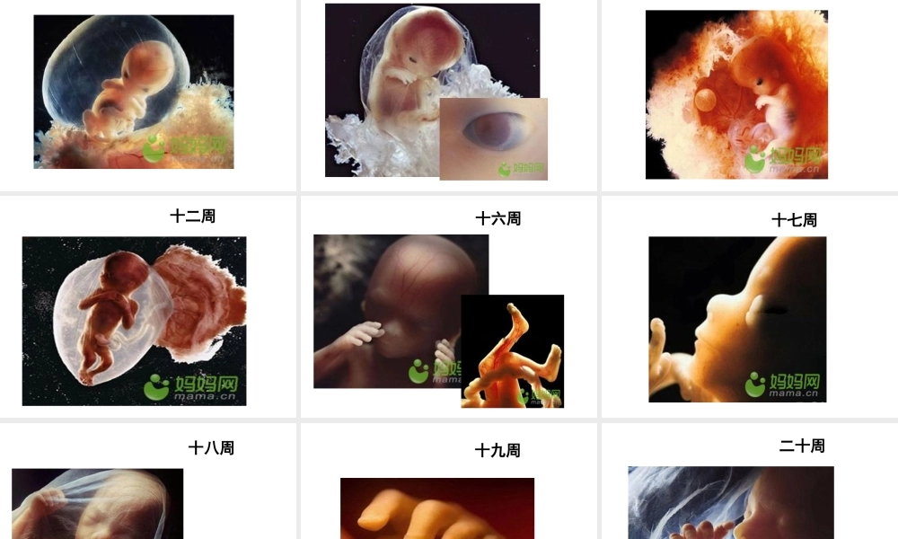 八年级生物上册 10.1 人的生殖和发育教学课件 （新版）北京版-北京级上册生物课件