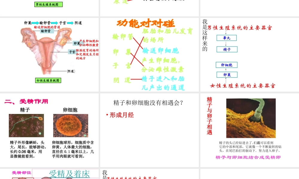 八年级生物上册 4.3.1 婴儿的诞生课件 （新版）济南版-（新版）济南级上册生物课件