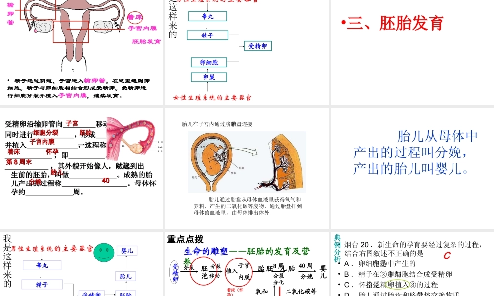 八年级生物上册 4.3.1 婴儿的诞生课件 （新版）济南版-（新版）济南级上册生物课件