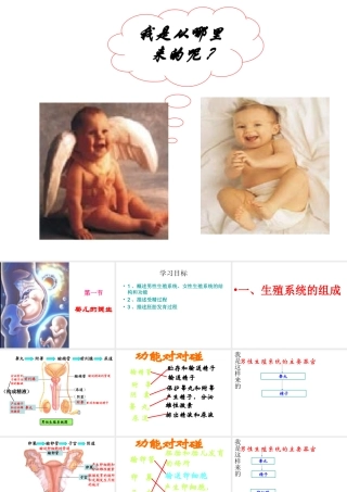 八年级生物上册 4.3.1 婴儿的诞生课件 （新版）济南版-（新版）济南级上册生物课件