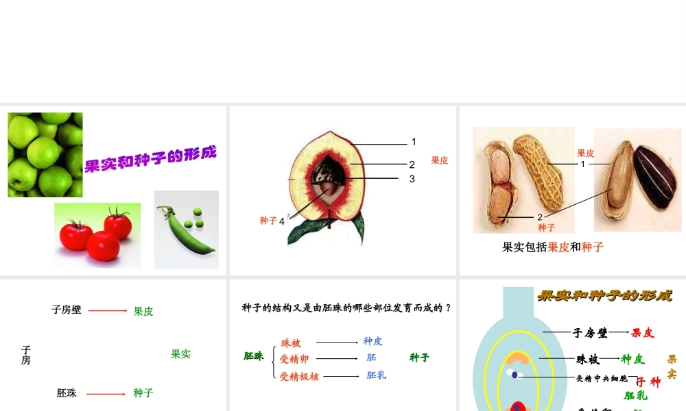 八年级生物上册 4.1.3 果实与种子的形成课件 （新版）济南版-（新版）济南级上册生物课件