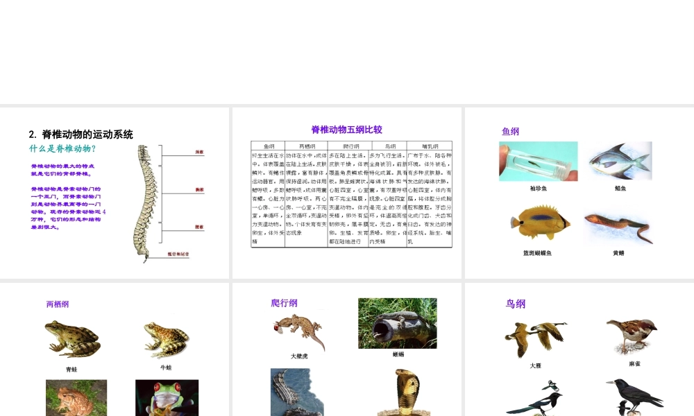 八年级生物上册 17.2 动物的运动依赖一定的结构课件（2）（新版）苏教版-（新版）苏教版初中八年级上册生物课件