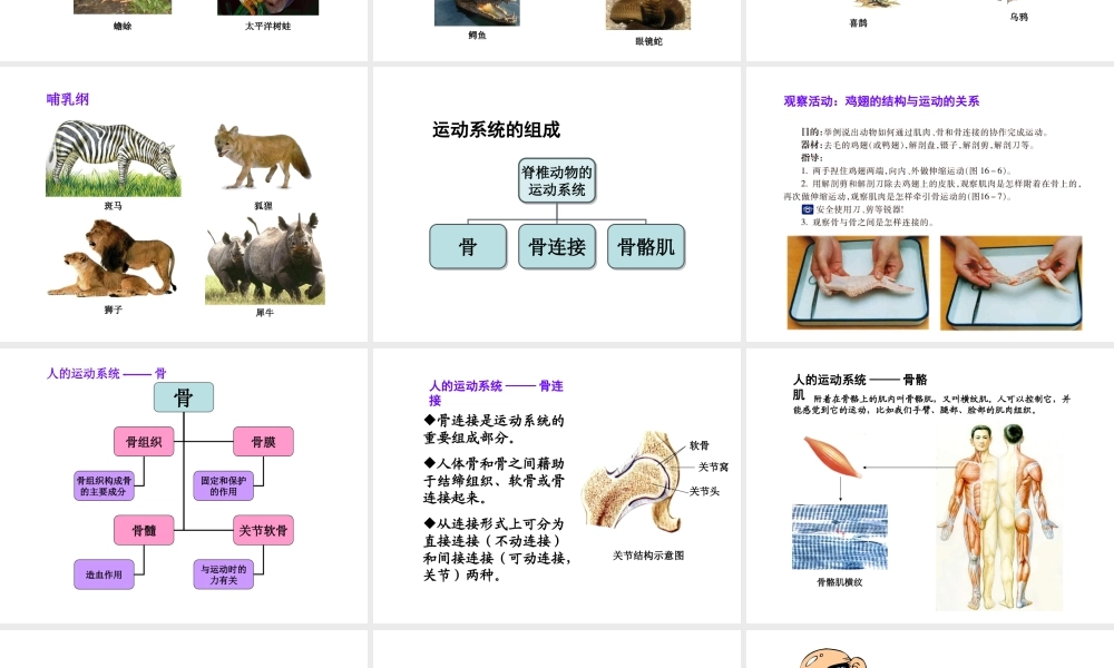 八年级生物上册 17.2 动物的运动依赖一定的结构课件（2）（新版）苏教版-（新版）苏教版初中八年级上册生物课件