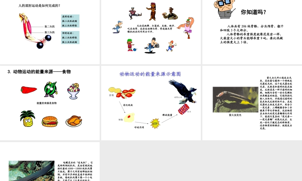 八年级生物上册 17.2 动物的运动依赖一定的结构课件（2）（新版）苏教版-（新版）苏教版初中八年级上册生物课件