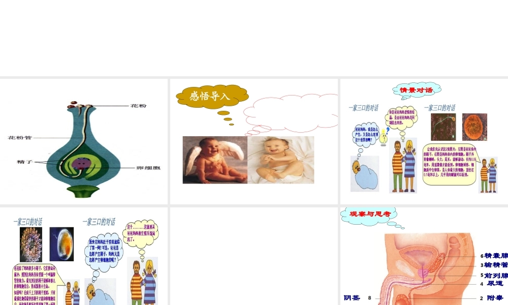 八年级生物上册 4.3.1 婴儿的诞生课件1 （新版）济南版-（新版）济南版初中八年级上册生物课件