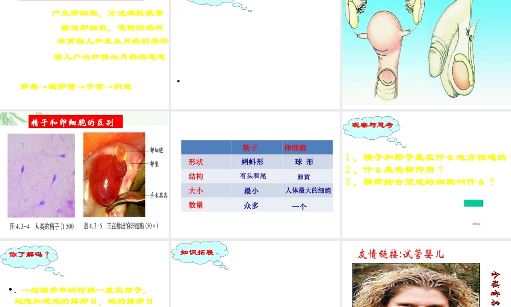 八年级生物上册 4.3.1 婴儿的诞生课件1 （新版）济南版-（新版）济南版初中八年级上册生物课件