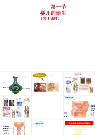 八年级生物上册 4.3.1 婴儿的诞生课件1 （新版）济南版-（新版）济南版初中八年级上册生物课件