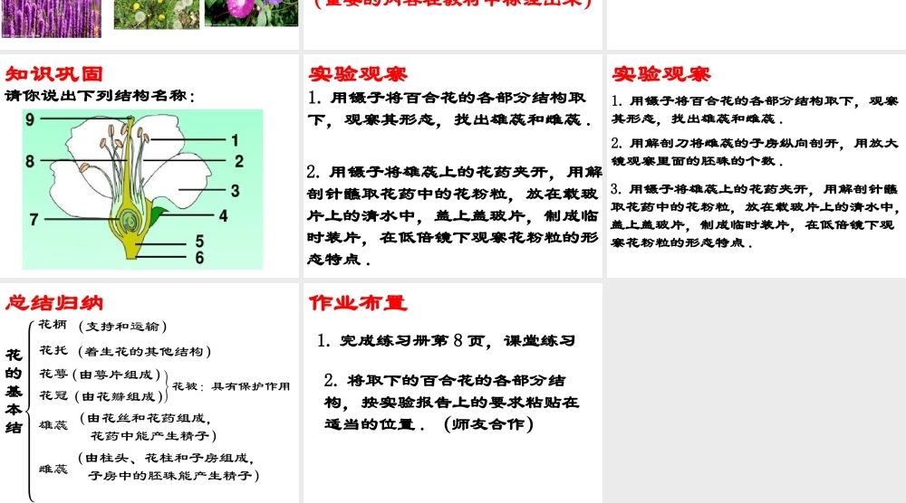 八年级生物上册 10.3 绿色开花植物的生殖和发育教学课件 （新版）北京版-北京级上册生物课件