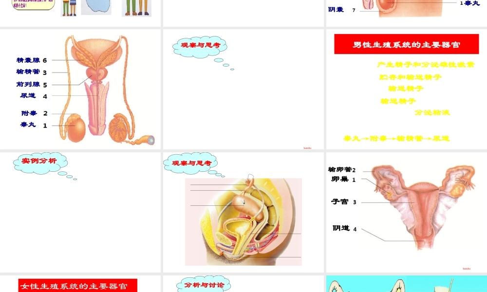 八年级生物上册 4.3.1 婴儿的诞生课件1 （新版）济南版-（新版）济南级上册生物课件