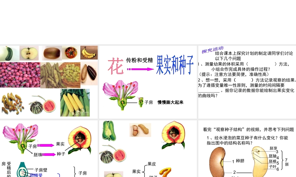 八年级生物上册 4.1.3《果实和种子的形成》课件 （新版）济南版-（新版）济南级上册生物课件