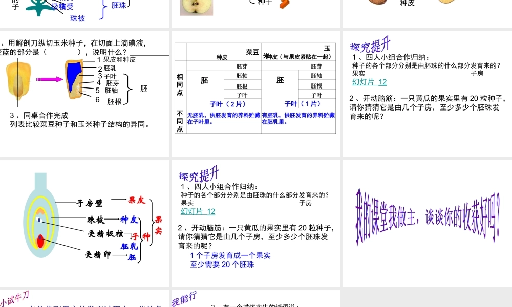 八年级生物上册 4.1.3《果实和种子的形成》课件 （新版）济南版-（新版）济南级上册生物课件