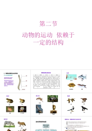 八年级生物上册 17.2 动物的运动依赖一定的结构课件（2）（新版）苏教版-（新版）苏教级上册生物课件