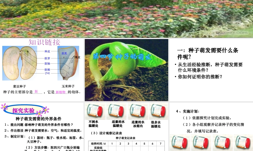 八年级生物上册 4.1.4 种子的萌发课件 （新版）济南版-（新版）济南版初中八年级上册生物课件