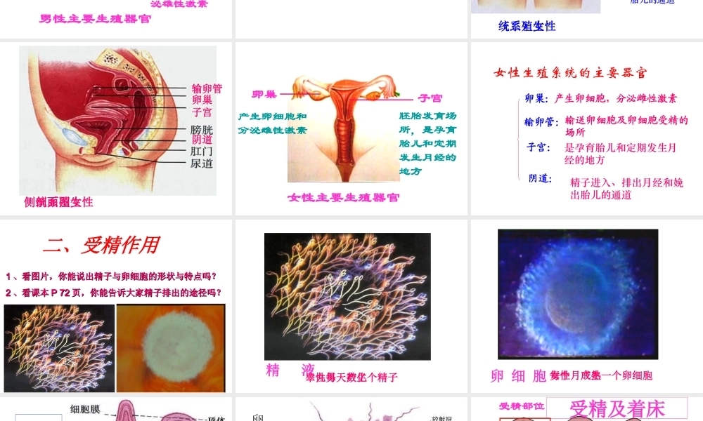 八年级生物上册 4.3.1 婴儿的诞生课件2 （新版）济南版-（新版）济南版初中八年级上册生物课件