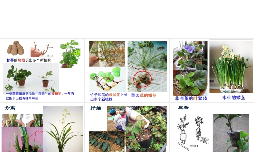 八年级生物上册 10.4 生物生殖的多种方式教学课件 （新版）北京版-北京版初中八年级上册生物课件