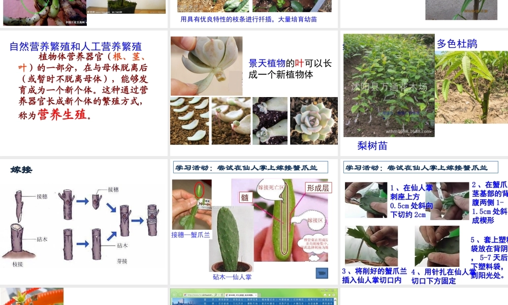 八年级生物上册 10.4 生物生殖的多种方式教学课件 （新版）北京版-北京版初中八年级上册生物课件