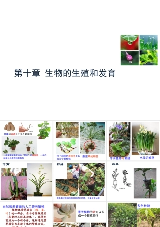 八年级生物上册 10.4 生物生殖的多种方式教学课件 （新版）北京版-北京版初中八年级上册生物课件