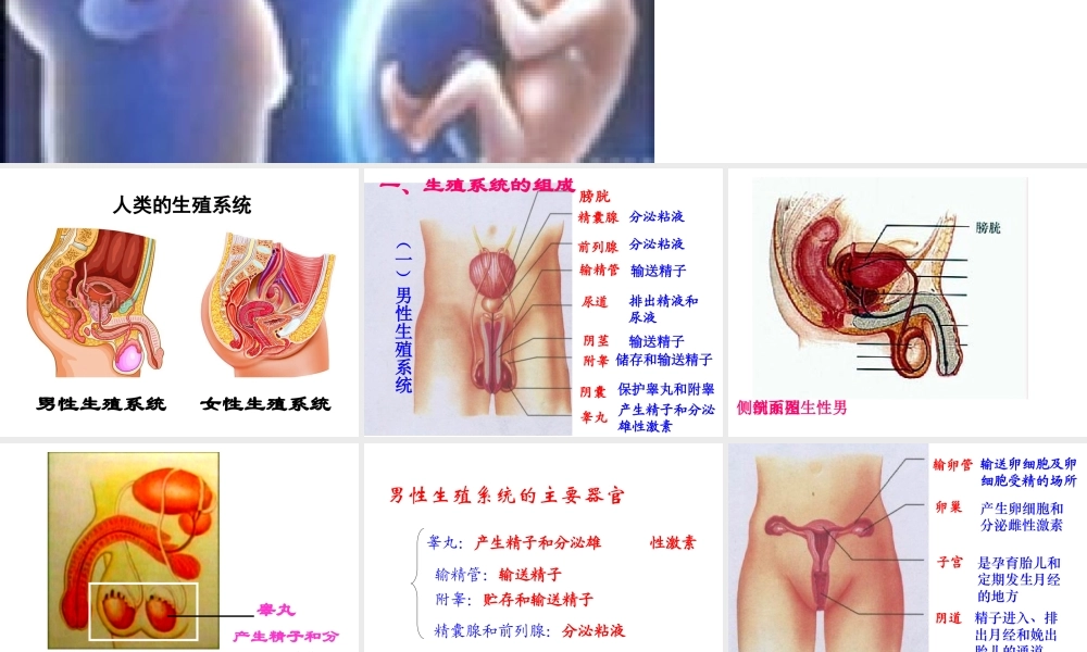 八年级生物上册 4.3.1 婴儿的诞生课件2 （新版）济南版-（新版）济南级上册生物课件