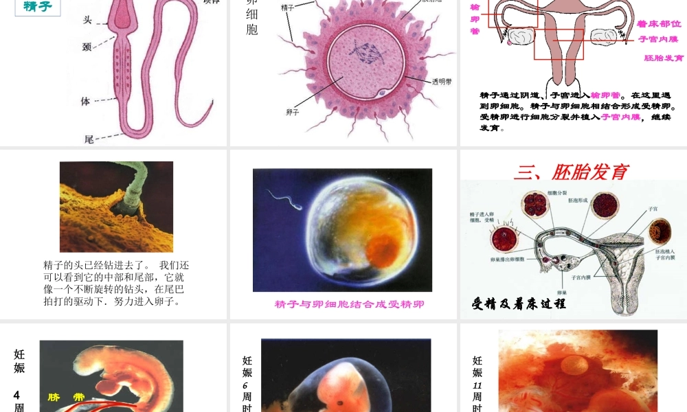 八年级生物上册 4.3.1 婴儿的诞生课件2 （新版）济南版-（新版）济南级上册生物课件