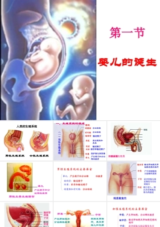 八年级生物上册 4.3.1 婴儿的诞生课件2 （新版）济南版-（新版）济南级上册生物课件