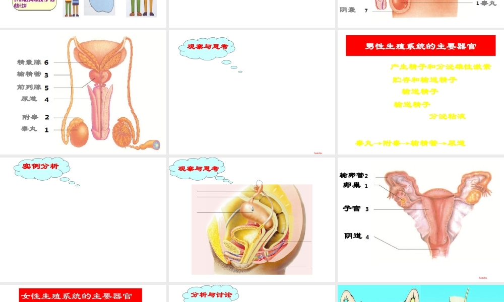 八年级生物上册 4.3.1《婴儿的诞生》课件1 （新版）济南版-（新版）济南版初中八年级上册生物课件