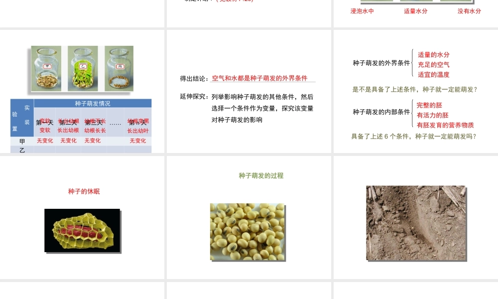 八年级生物上册 4.1.4《种子的萌发》课件 （新版）济南版-（新版）济南级上册生物课件