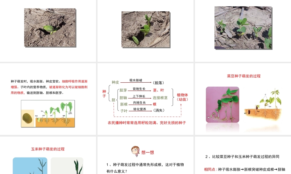 八年级生物上册 4.1.4《种子的萌发》课件 （新版）济南版-（新版）济南级上册生物课件