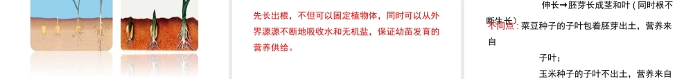 八年级生物上册 4.1.4《种子的萌发》课件 （新版）济南版-（新版）济南级上册生物课件