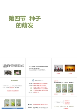 八年级生物上册 4.1.4《种子的萌发》课件 （新版）济南版-（新版）济南级上册生物课件
