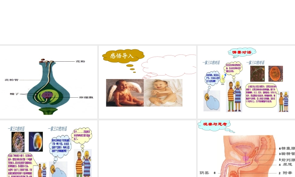 八年级生物上册 4.3.1《婴儿的诞生》课件1 （新版）济南版-（新版）济南级上册生物课件