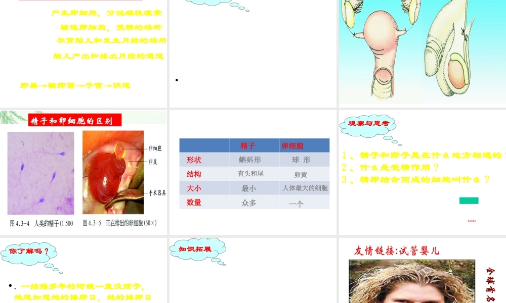 八年级生物上册 4.3.1《婴儿的诞生》课件1 （新版）济南版-（新版）济南级上册生物课件