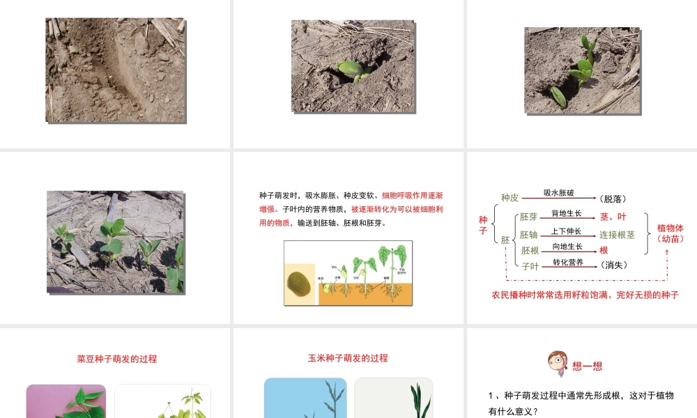 八年级生物上册 4.1.4《种子的萌发》课件1 （新版）济南版-（新版）济南版初中八年级上册生物课件