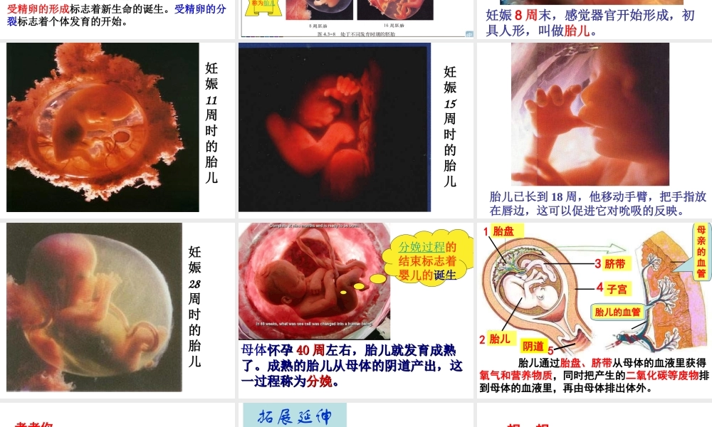 八年级生物上册 4.3.1《婴儿的诞生》课件2 （新版）济南版-（新版）济南版初中八年级上册生物课件