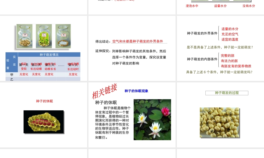 八年级生物上册 4.1.4《种子的萌发》课件1 （新版）济南版-（新版）济南级上册生物课件