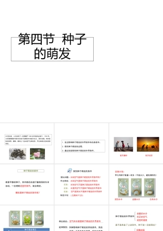 八年级生物上册 4.1.4《种子的萌发》课件1 （新版）济南版-（新版）济南级上册生物课件