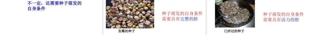 八年级生物上册 4.1.4《种子的萌发》课件2 （新版）济南版-（新版）济南级上册生物课件