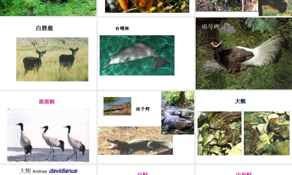 八年级生物上册 17.2 我国的动物资源课件 北师大版