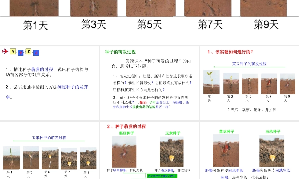 八年级生物上册 4.1.4《种子的萌发》课件3 （新版）济南版-（新版）济南级上册生物课件