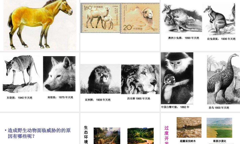 八年级生物上册 17.2《我国的动物资源及其保护》课件1 （新版）北师大版-（新版）北师大版初中八年级上册生物课件