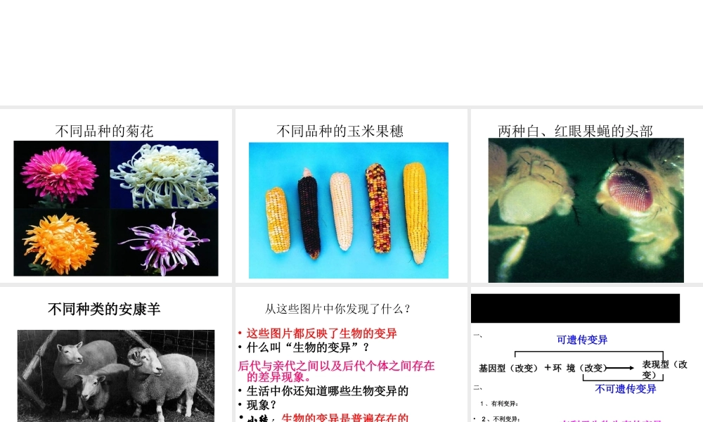 八年级生物上册 11.4 生物的变异教学课件 （新版）北京版-北京版初中八年级上册生物课件