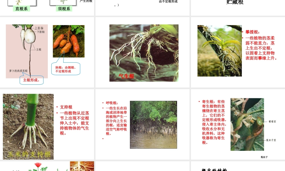 八年级生物上册 4.1.5 根的结构和功能课件 （新版）济南版-（新版）济南版初中八年级上册生物课件