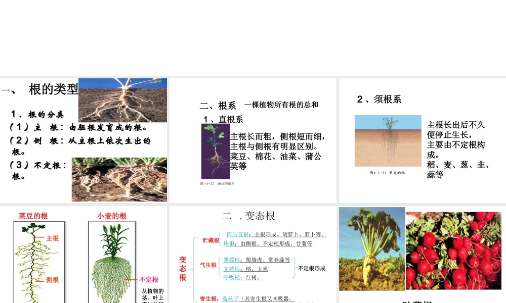 八年级生物上册 4.1.5 根的结构和功能课件 （新版）济南版-（新版）济南级上册生物课件