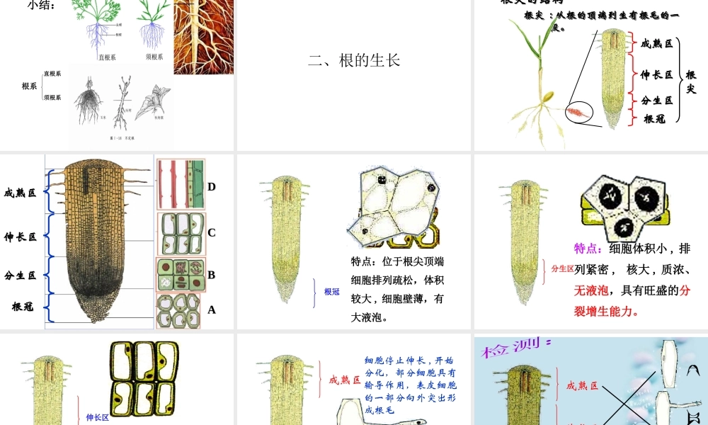 八年级生物上册 4.1.5 根的结构和功能课件 （新版）济南版-（新版）济南级上册生物课件