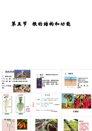 八年级生物上册 4.1.5 根的结构和功能课件 （新版）济南版-（新版）济南级上册生物课件