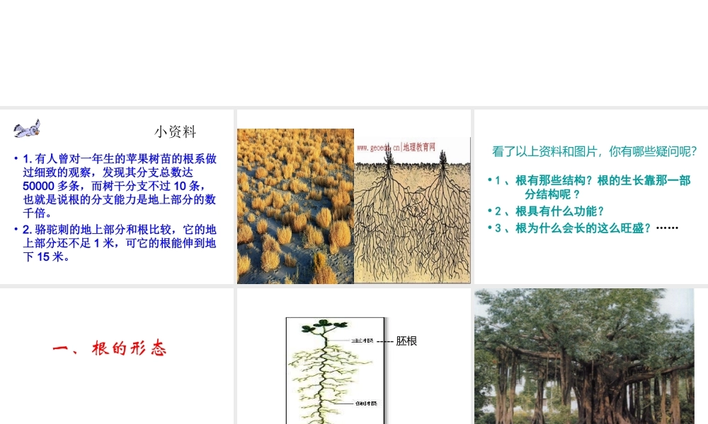 八年级生物上册 4.1.5 根的结构与功能课件 （新版）济南版