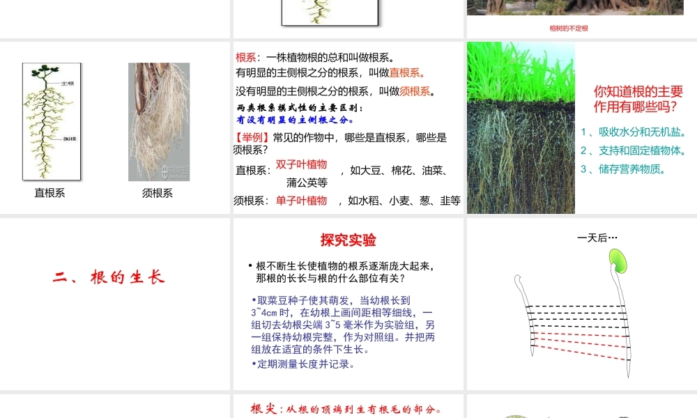 八年级生物上册 4.1.5 根的结构与功能课件 （新版）济南版