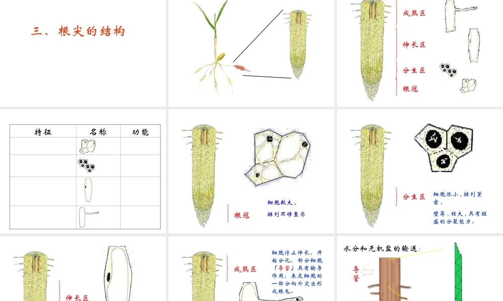 八年级生物上册 4.1.5 根的结构与功能课件 （新版）济南版