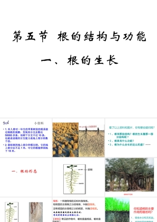 八年级生物上册 4.1.5 根的结构与功能课件 （新版）济南版